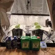 Original Oreoz - Growers Choice