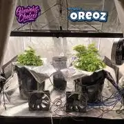 Original Oreoz - Growers Choice