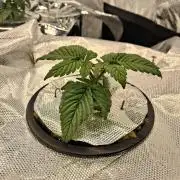 Original Oreoz - Growers Choice