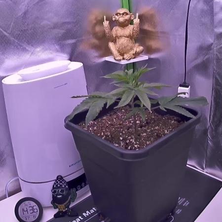 GG4 US CUT