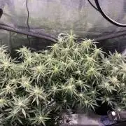 1/2026 auto
