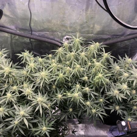 1/2026 auto