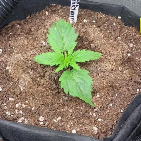 1/2026 auto