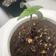 Tropicana Cookies Auto #1 (First Grow)