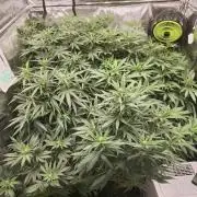 XXX Testrun New Tent