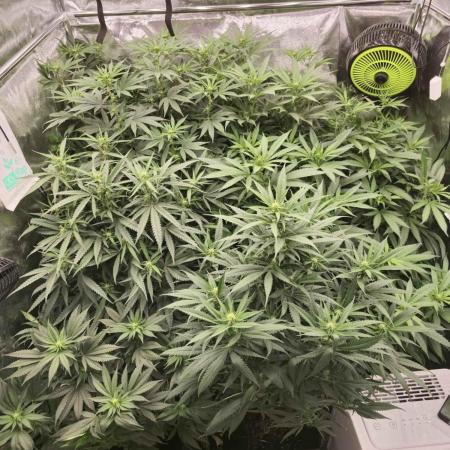 XXX Testrun New Tent