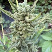 The Hobbit Hole Outdoor Grow 2026