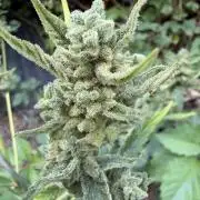 The Hobbit Hole Outdoor Grow 2026
