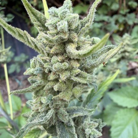 The Hobbit Hole Outdoor Grow 2026