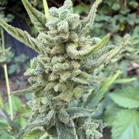 The Hobbit Hole Outdoor Grow 2026