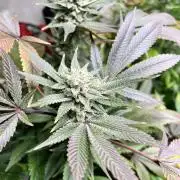 Mixed grow 24/25