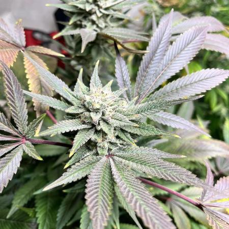 Mixed grow 24/25