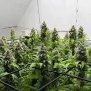 Laughing Buddha | 720W | SCROG
