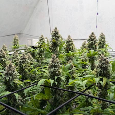 Laughing Buddha | 720W | SCROG