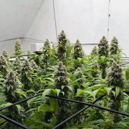 Laughing Buddha | 720W | SCROG