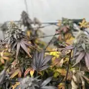 Barney‘s 4 Strain Grow 2025