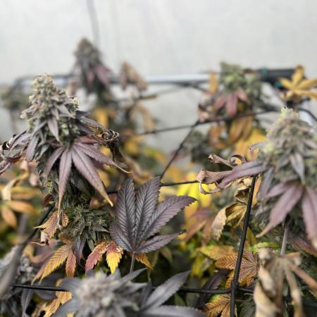 Barney‘s 4 Strain Grow 2025
