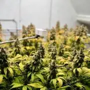 Laughing Buddha | 720W | SCROG