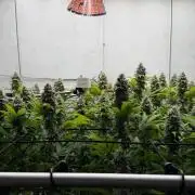 Laughing Buddha | 720W | SCROG