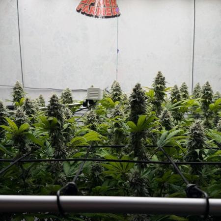Laughing Buddha | 720W | SCROG