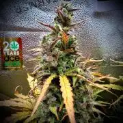 AUTO MALAWI X N.LIGHTS