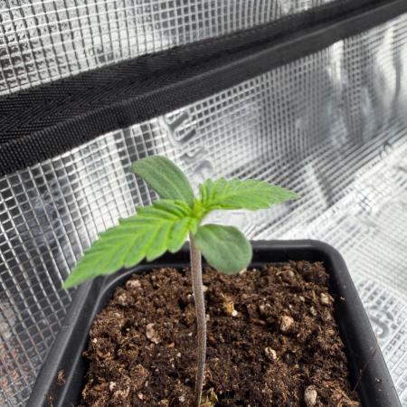 Blue Sunset Sherbert
