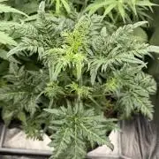 Frosty‘s Auto Freak