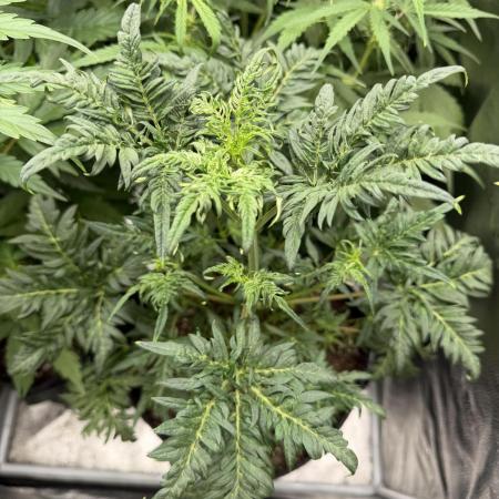 Frosty‘s Auto Freak