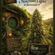 AUTO MALAWI X N.LIGHTS