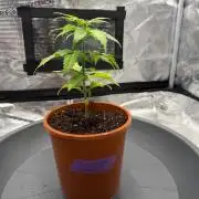 Blue Sunset Sherbert