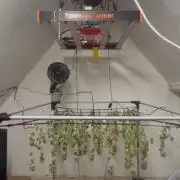 Franco’s Lemon Cheese