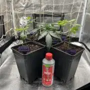 Somango und 4 Stecklinge aus der Schweiz
