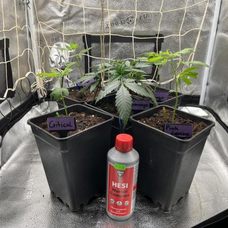Somango und 4 Stecklinge aus der Schweiz