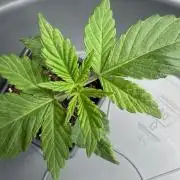 Insane OG