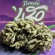 The Hobbit Hole Outdoor Grow 2026