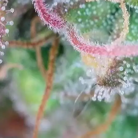 5 Autos 15L | Spider Farmer  SE3000