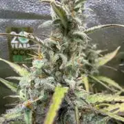 AUTO MALAWI X N.LIGHTS