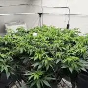 Laughing Buddha | 720W | SCROG