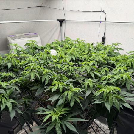 Laughing Buddha | 720W | SCROG