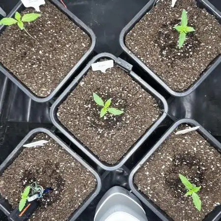 5 Autos 15L | Spider Farmer  SE3000
