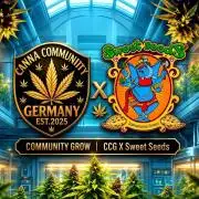 Green Hobbit meets ☆CCG☆SweetSeeds☆