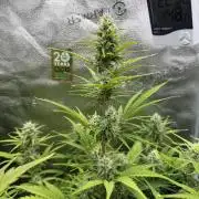 Zamaldelica Auto