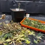 5 Autos 15L | Spider Farmer  SE3000