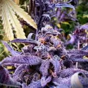 Frosty‘s Auto Freak
