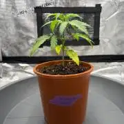 Killer A5 Haze scrog