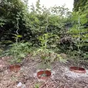 The Hobbit Hole Outdoor Grow 2026