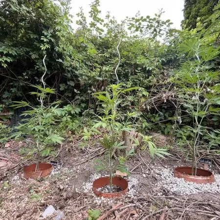 The Hobbit Hole Outdoor Grow 2026