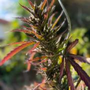 The Hobbit Hole Outdoor Grow 2026