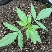AUTO MALAWI X N.LIGHTS