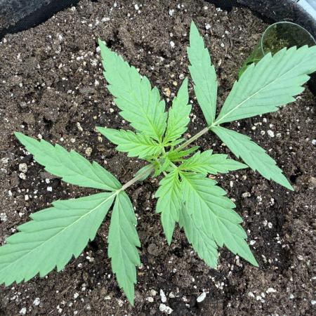 AUTO MALAWI X N.LIGHTS